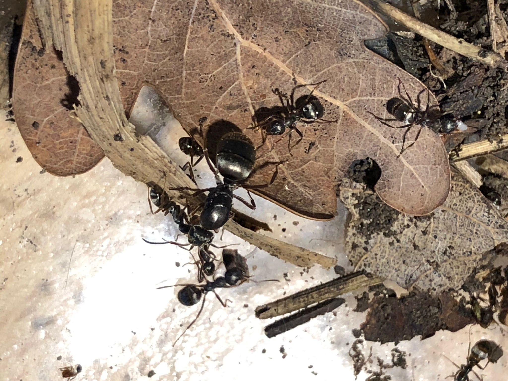 Formica fuscocinerea