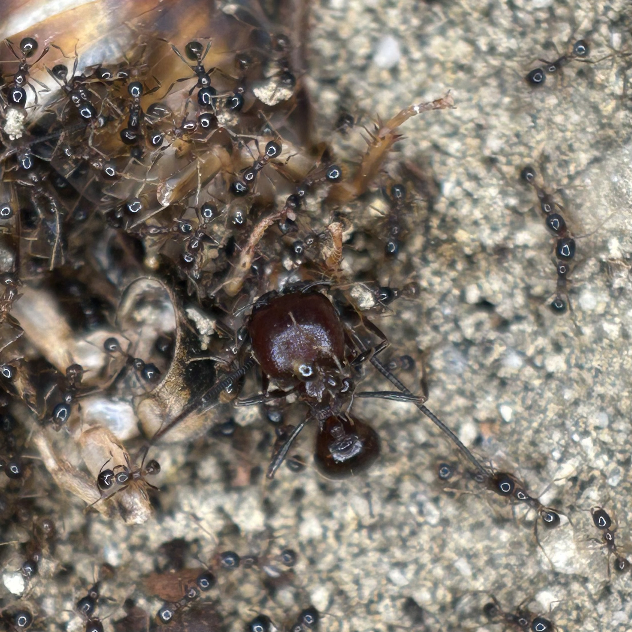 Carebara diversa (Pheidologeton diversus) - stabilisierte Kolonie