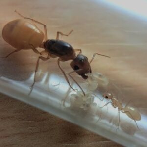Camponotus fedtschenkoi