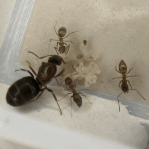 Nylanderia jaegerskioeldi