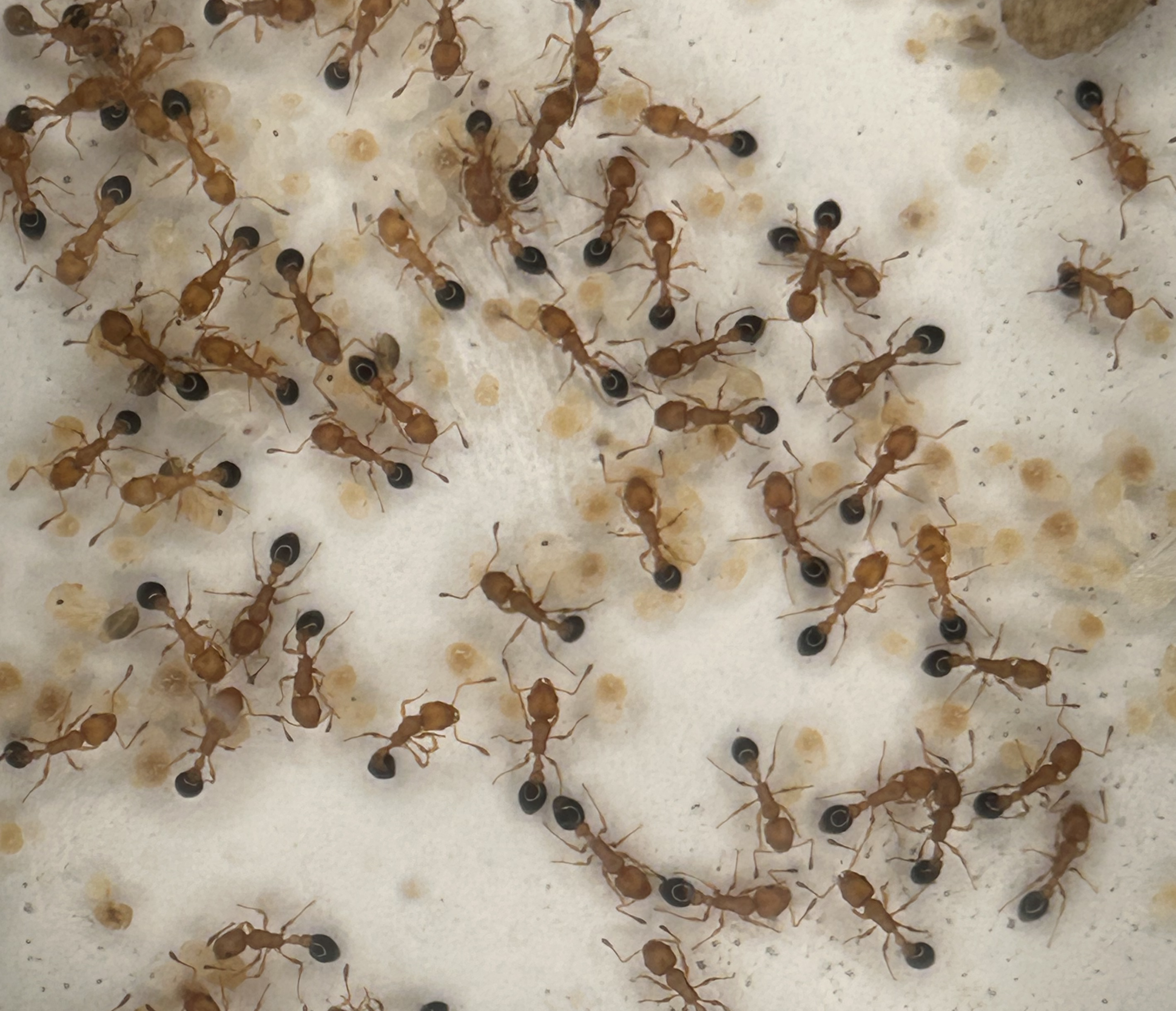 Cardiocondyla obscurior