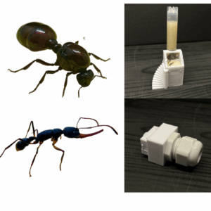 Ameisenhaltung - lebende Ameisen und Zubehör