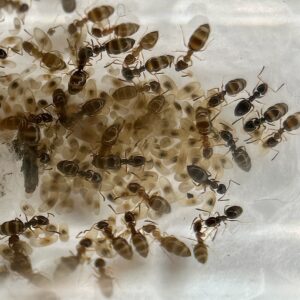 Plagiolepis cf. schmitzii - Kolonie mit 1 Königin und 50-200 Arbeiterinnen