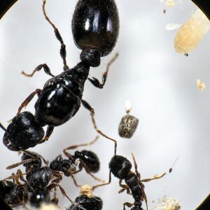 Tetramorium caespitum - Kolonie mit 1 Königin und 2-6 Arbeiterinnen